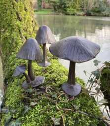 Set Of 3 Cast Iron Mini Toadstools -Fairy/Garden Ornaments - thumbnail 1
