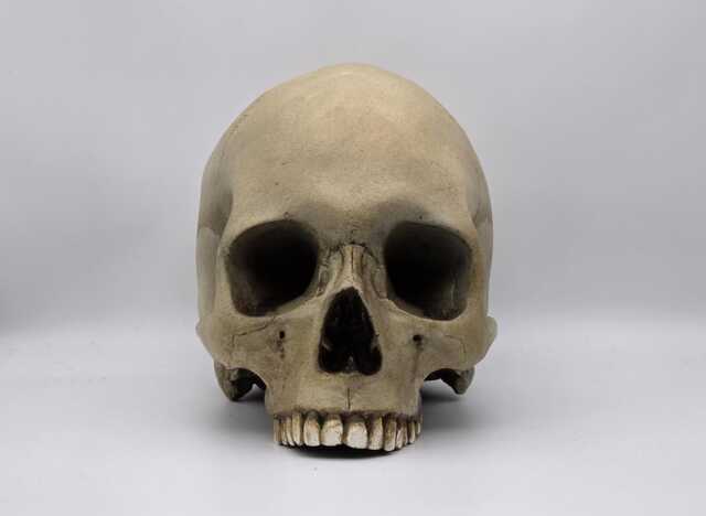 Human Skull Replica . Realistic Plaster Of Paris Life Size Human Replica - image 1