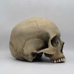 Human Skull Replica . Realistic Plaster Of Paris Life Size Human Replica - thumbnail 4