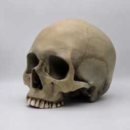 Human Skull Replica . Realistic Plaster Of Paris Life Size Human Replica - thumbnail 3
