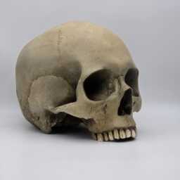 Human Skull Replica . Realistic Plaster Of Paris Life Size Human Replica - thumbnail 2