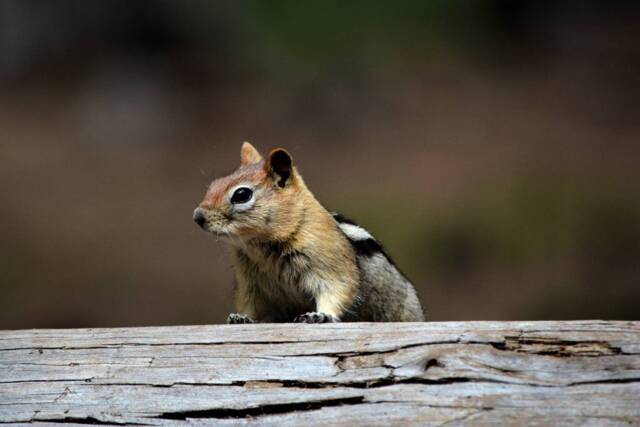 Instant Download Chipmunk Wall Art, Animal Nature Photography, Wildlife Photos, Cute Photo - image 1