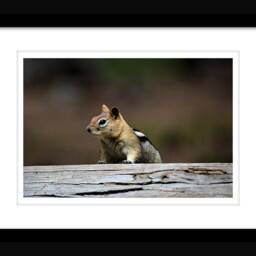 Instant Download Chipmunk Wall Art, Animal Nature Photography, Wildlife Photos, Cute Photo - thumbnail 2