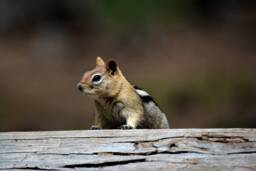 Instant Download Chipmunk Wall Art, Animal Nature Photography, Wildlife Photos, Cute Photo - thumbnail 1