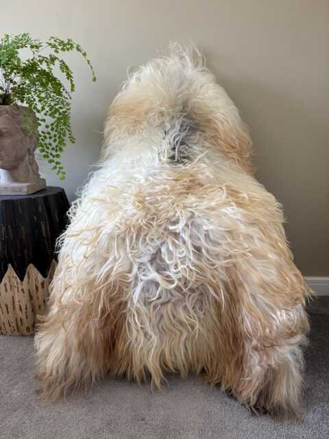 xxl Large Luxurious Genuine Icelandic Sheepskin Rug Sheep Long Curly Fur in Natural Champagne/Ivory/Cream/Beige & Black Color - image 1