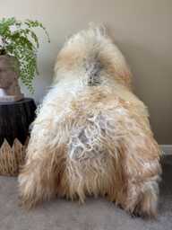 xxl Large Luxurious Genuine Icelandic Sheepskin Rug Sheep Long Curly Fur in Natural Champagne/Ivory/Cream/Beige & Black Color - thumbnail 1