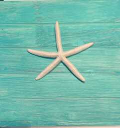 starfish Wall Art - thumbnail 1