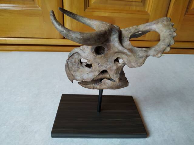 17cm???dinosaur Model/Nasutoceratops Skull Small Model Dbjl-H1801 - image 1