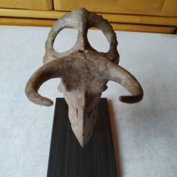 17cm???dinosaur Model/Nasutoceratops Skull Small Model Dbjl-H1801 - thumbnail 2