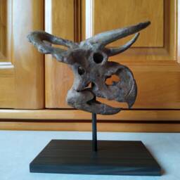 17cm???dinosaur Model/Nasutoceratops Skull Small Model Dbjl-H1801 - thumbnail 3