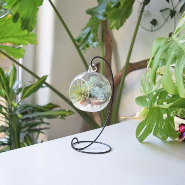 Air Plant Terrarium Kit Glass Ball, Light Blue Moss, Black Stand - image 1