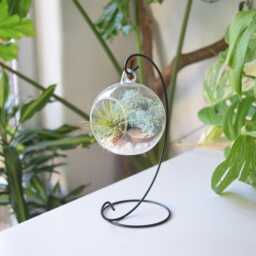 Air Plant Terrarium Kit Glass Ball, Light Blue Moss, Black Stand - thumbnail 3