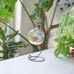 Air Plant Terrarium Kit Glass Ball, Light Blue Moss, Black Stand - thumbnail 1