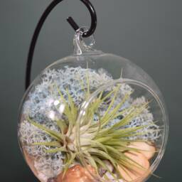 Air Plant Terrarium Kit Glass Ball, Light Blue Moss, Black Stand - thumbnail 2