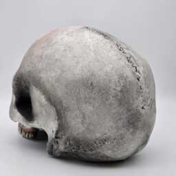 Blinded By Darkness . Realistic Plaster Of Paris Life Size Human Skull Replica - thumbnail 4