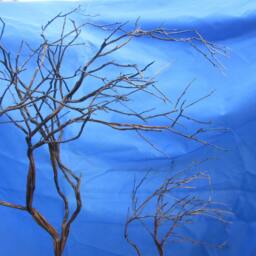 Near Gale Force Winds Incoming - thumbnail 2