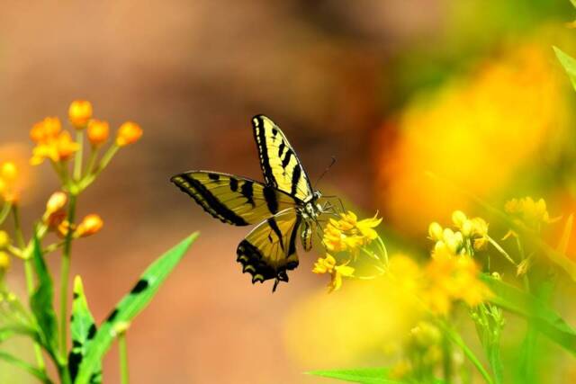 Digital Download Swallowtail Butterfly, Butterfly Art, Wall Decor, Nature Yellow Art - image 1