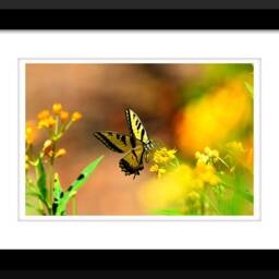 Digital Download Swallowtail Butterfly, Butterfly Art, Wall Decor, Nature Yellow Art - thumbnail 2
