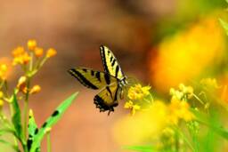 Digital Download Swallowtail Butterfly, Butterfly Art, Wall Decor, Nature Yellow Art - thumbnail 1