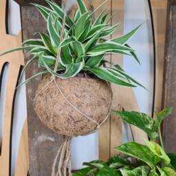 Kokedama Coconut Fibre Hanging Planter - Indoor Plant Pots - thumbnail 2