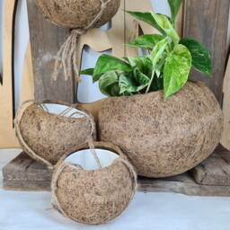 Kokedama Coconut Fibre Hanging Planter - Indoor Plant Pots - thumbnail 3