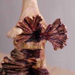 Wooden Deer Head Sculpture, Personalized Statue, Animal Figurine, Wild, Wood Carving, Burl Wood, Art, Apartment Decor, Gift For Mom - thumbnail 4