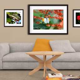 Printable Wall Art Butterfly Print #b05, Decor, Photo Closeup, Art - thumbnail 2