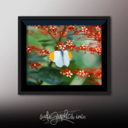 Printable Wall Art Butterfly Print #b05, Decor, Photo Closeup, Art - thumbnail 3