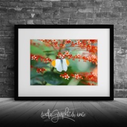Printable Wall Art Butterfly Print #b05, Decor, Photo Closeup, Art - thumbnail 1