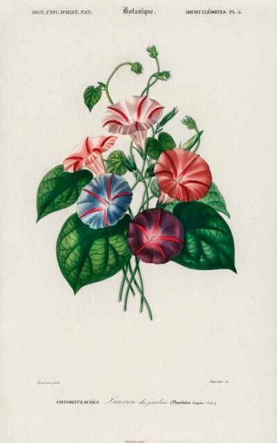 Vintage Morning Glory Print, Nature Flower Print