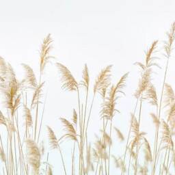 3D Reed Grass Wallpaper Mural, Peel & Stick Removable Wall Art - thumbnail 3