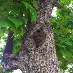 Large Mechmonkey Face Sculpture -stone With Antique Brown Finish - thumbnail 4