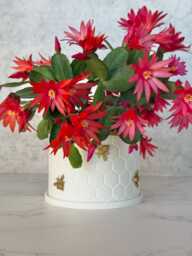 Honeycomb Bee Pot With Drainage Saucer Hand-Painted Indoor Planter