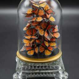 Handmade Monarch Butterfly Swarm in A Glass Cloche With Vintage Base - thumbnail 3