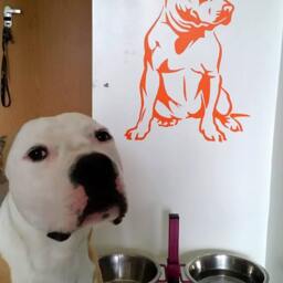 Amstaff Dog Vinyl Decal American Staffordshire Terrier Sticker - thumbnail 2