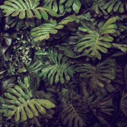 Large Palm Leaves Wall Mural Green Wallpaper Monstera Peel & Stick Wallpaper, Big Leaf Custom Mural, Removable Tropical - thumbnail 4
