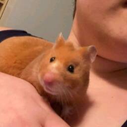 Custom Realistic Hamster Soft Pet Hamster Sculpture Needle Felted Animal Wool Figurine - thumbnail 3
