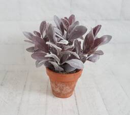 Artificial Purple Lambs Ear Plant in Vintage Terracotta Pot Large Faux Planter - thumbnail 1