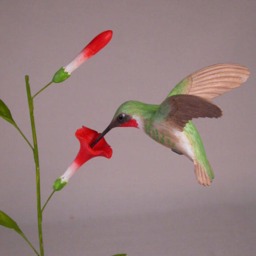 Open-Winged Ruby-Throated Hummingbird #3 Hand Carved Wooden Bird - thumbnail 2