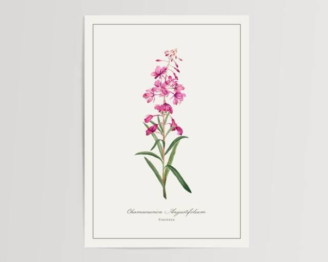 Fireweed Print - Printed & Shipped Illustration Floral Watercolour Home Decor - image 1