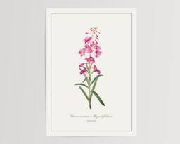 Fireweed Print - Printed & Shipped Illustration Floral Watercolour Home Decor - thumbnail 1