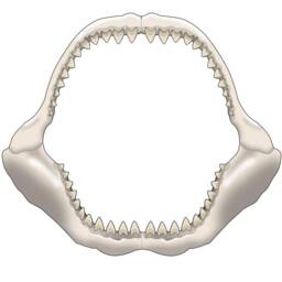 Jaws - Megalodon Shark Wall Decal Peel & Stick Jaw Room Decor Vinyl Sticker Vwaq-Mgd01 - thumbnail 2