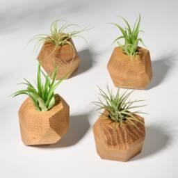 Set Of 4 White Oak Geometric Air Plant Holder
