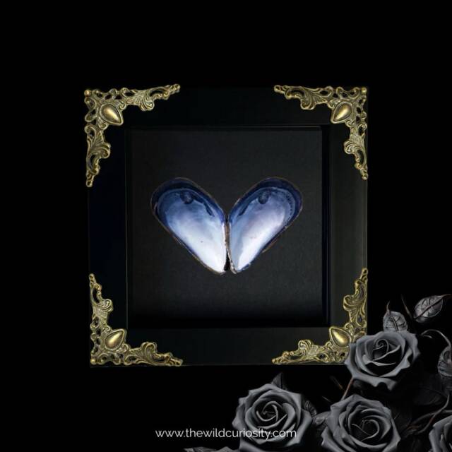 Framed Mussel Sea Shell Art - Love Heart Valentine's Day Gifts For Him Her Personalised Present Ideas Customised - image 1