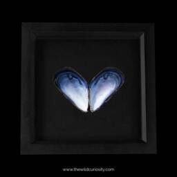 Framed Mussel Sea Shell Art - Love Heart Valentine's Day Gifts For Him Her Personalised Present Ideas Customised - thumbnail 3