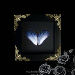 Framed Mussel Sea Shell Art - Love Heart Valentine's Day Gifts For Him Her Personalised Present Ideas Customised - thumbnail 1