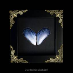 Framed Mussel Sea Shell Art - Love Heart Valentine's Day Gifts For Him Her Personalised Present Ideas Customised - thumbnail 2