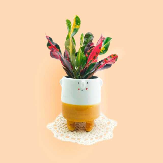 Sr.miel Maceta De Cer??mica Divertido - Hecho A Mano ??nico Ideal Para Cactus, Suculentas, Flores. Regalo Los Amantes Las Plantas - image 1