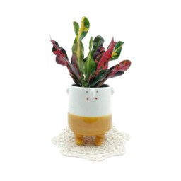 Sr.miel Maceta De Cer??mica Divertido - Hecho A Mano ??nico Ideal Para Cactus, Suculentas, Flores. Regalo Los Amantes Las Plantas - thumbnail 2