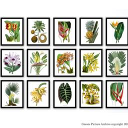 Fall Sale Tropical Wall Decor Set Of 15 Botanical Illustrations Art Prints, Fruits, Palm Leaves, Tree, Pineapple Print - thumbnail 2